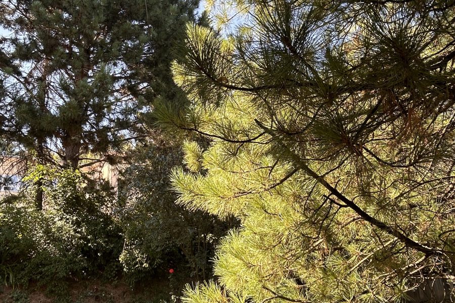 Lokalita: širšie centrum mesta BB – Prenájom 1 izb. bytu (44 m2) s balkónom a parkovaním po kompletnej rekonštruk. v rodinnom dome