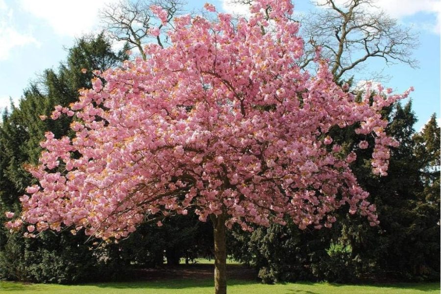 Lokalita Fončorda – Predaj 3 izb. bytu (73 m2) s krbom po komplet. rekonštrukcii a murovanou pivnicou (2x), ulica Jilemnického