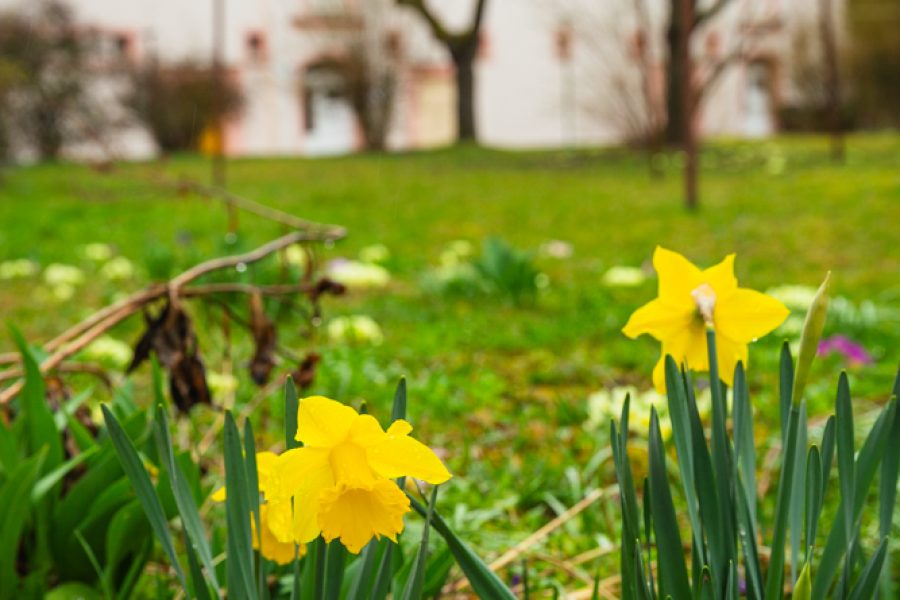Lokalita Fončorda – Predaj 3 izb. bytu (73 m2) s krbom po komplet. rekonštrukcii a murovanou pivnicou (2x), ulica Jilemnického