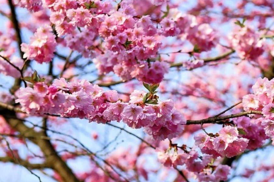 Lokalita Fončorda – Predaj 3 izb. bytu (73 m2) s krbom po komplet. rekonštrukcii a murovanou pivnicou (2x), ulica Jilemnického